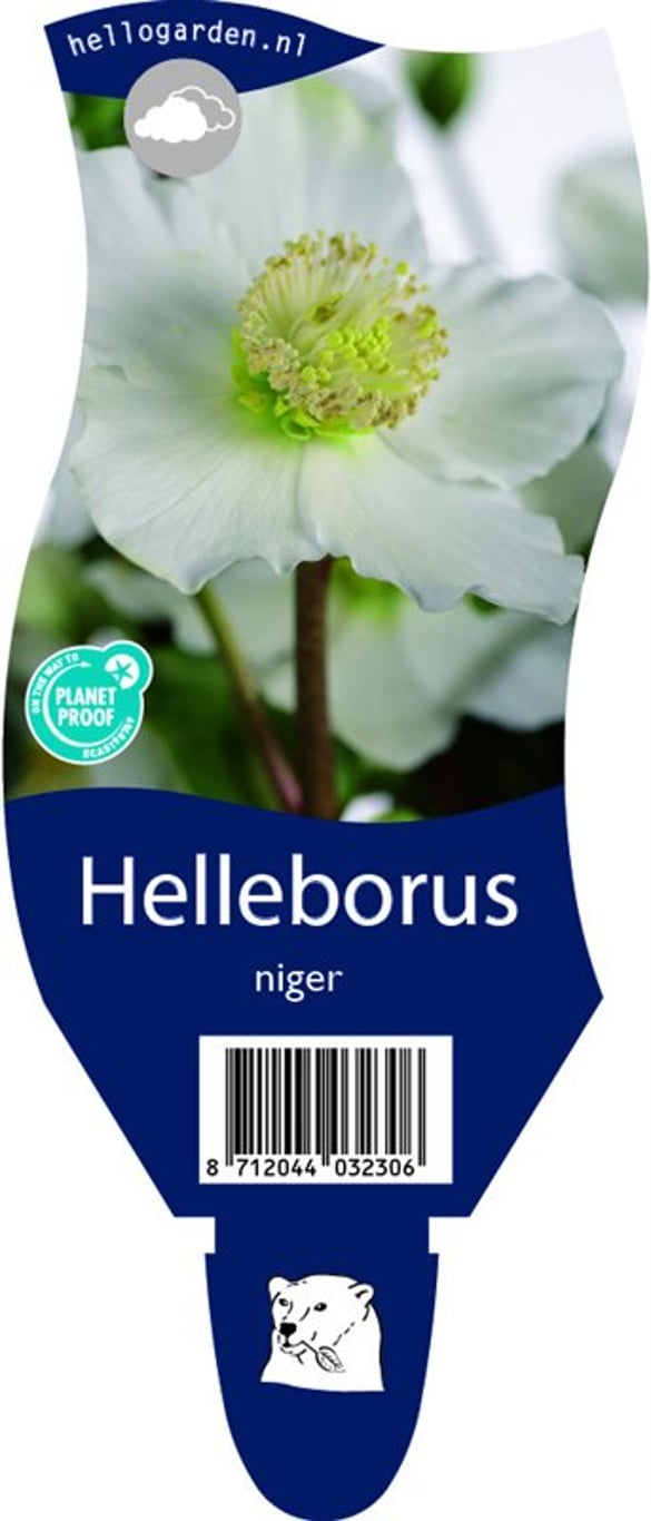 Helleborus niger - P11